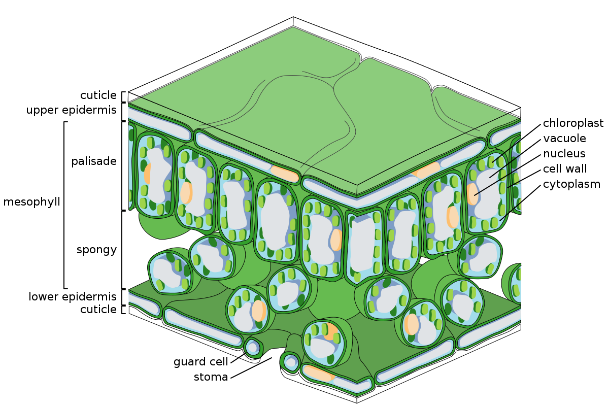 Diagram of the structure of a leaf. Tissues shown include (from top to bottom) the upper epidermis, palisade mesophyll, spongy mesophyll and lower epidermis. There are also waxy cuticles shown above the upper epidermis and below the lower epidermis. A stoma and its guard cells are shown in the lower epidermis. One of the palisade mesophyll cells has the following organelles labelled: chloroplast, vacuole, nucleus, cell wall, cytoplasm.