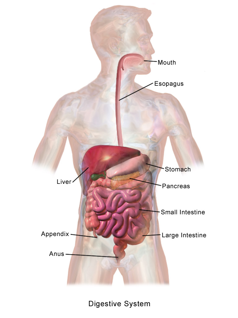 Diagram of the human digestive system. The image is a computer generated image of a man's body (without the forearms or lower legs) with all of the organs of the digestive system shown and labelled. The organs shown are the mouth, oesophagus, stomach, liver, pancreas, small intestine, large intestine, appendix and anus.