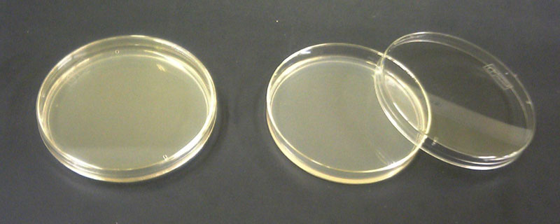 Photograph of two agar gel plates on a flat surface. The plate on the left has the lid on. The plate on the right has the lid off.