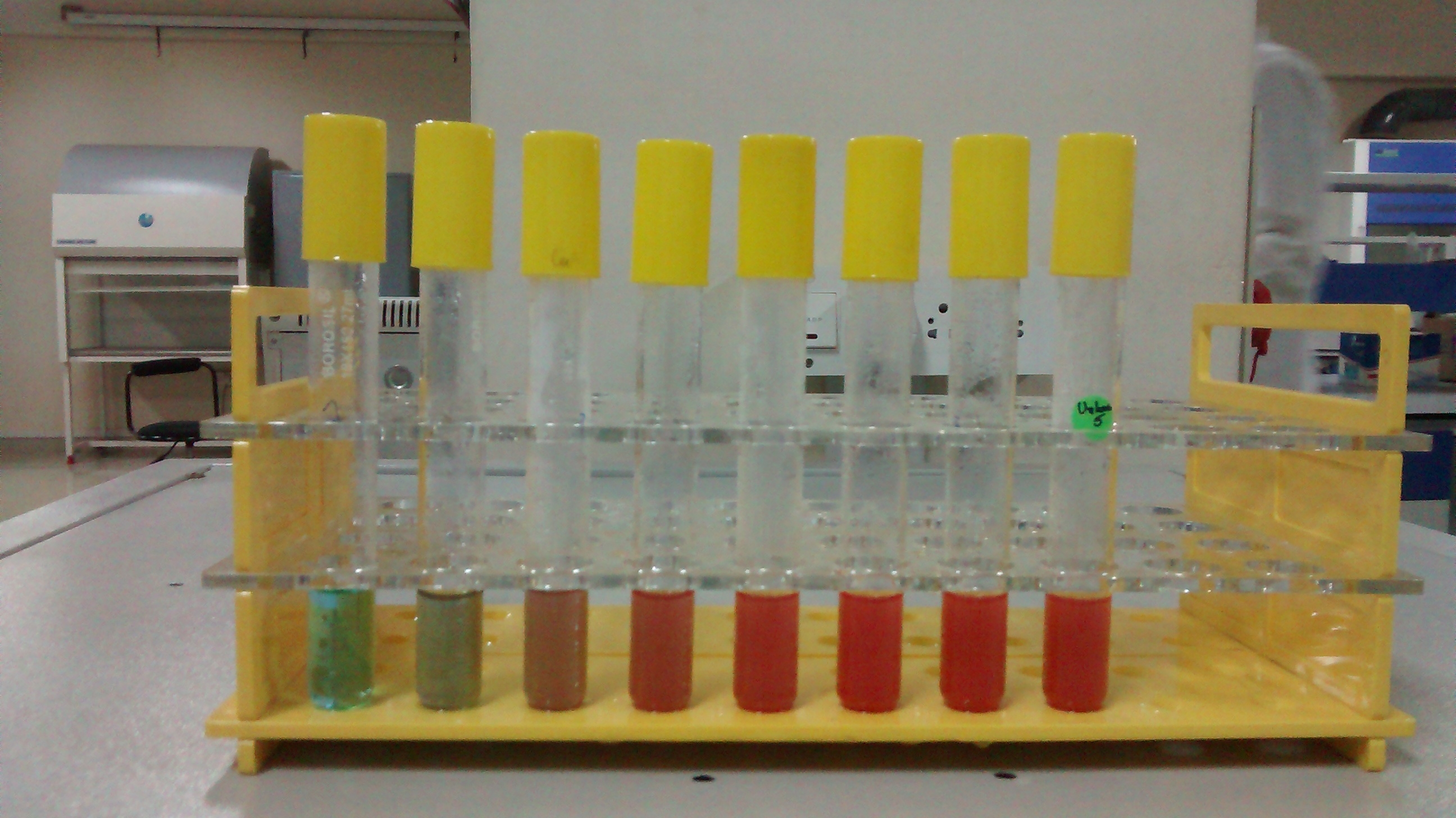 Photograph of eight test tubes in a test tube rack on a bench in a laboratory. The tubes all contain the same volume of liquid, which comes a couple of centimetres up the test tubes. The test tube on the far left contains blue liquid. As you move to the right through the test tubes, the colour gradually becomes more red. The tube on the far right contains dark red liquid.