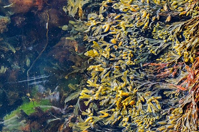 Photograph of bladder wrack seaweed in water.