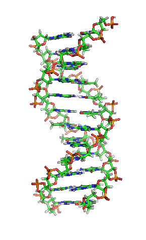 Animated gif of a double-stranded DNA molecule rotating anticlockwise. The sugar-phosphate backbones of the two strands are coiled around each other. The base pairs run between then like rungs of a ladder.