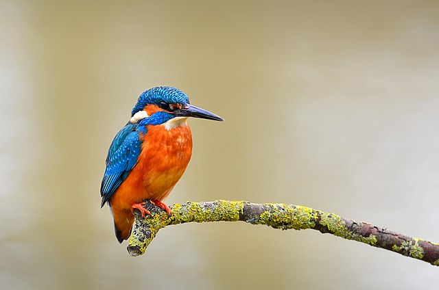 Photograph of a kingfisher sitting on a branch.