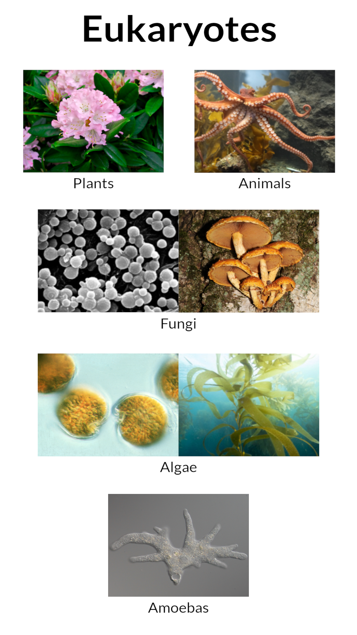 Images of various eukaryotes. The title at the top says 'Eukaryotes'. Under that there is a picture of a plant (a rhodoendron) labelled "plants" and a picture of an octopus labelled "animals". Beneath those there is a picture of some unicellular fungi and a picture of some mushrooms - these two pictures are labelled "fungi". Under that there is a picture of some unicellular algae and a picture of some seaweed - these are labelled "algae". Beneath that is a picture of an amoeba labelled "amoebas".
