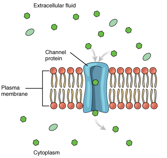 Diagram of a channel protein, which is a type of transport protein that allows substances to diffuse across cell membranes. A section of a cell membrane is shown. Below the membrane on the diagram is the cytoplasm of the cell. Above the membrane on the diagram is the outside of the cell. The membrane has a channel protein spanning across it. The channel protein is providing a channel for a substance (shown as small, green shapes) to diffuse through.