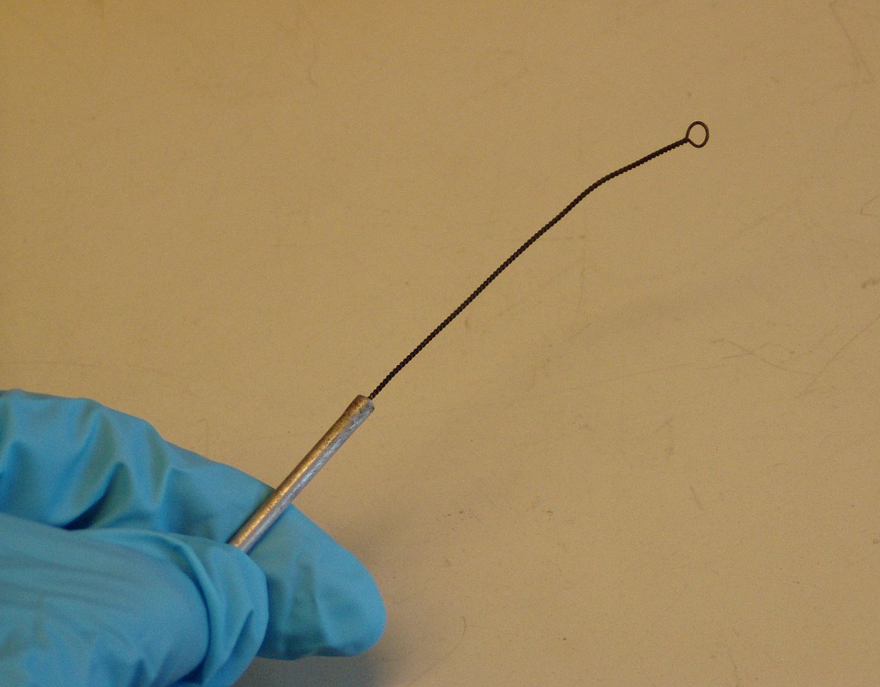 Photograph of an inoculation loop being held between someone's fingers. The person is wearing a plastic glove. The inoculation loop is metal. It has a thick handle and then a thinner piece of metal coming out of the handle. At the end of this piece of metal there is a loop.