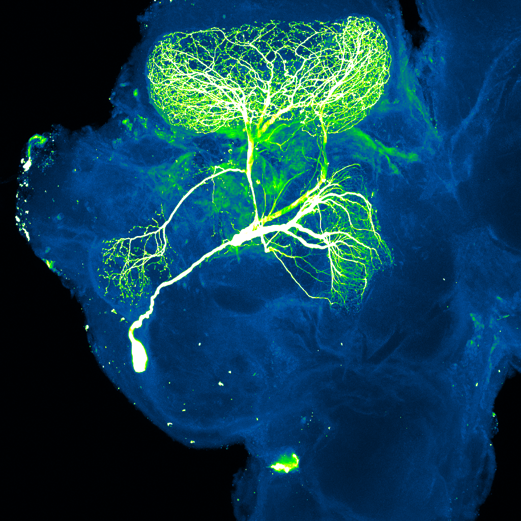 Microscope image of a nerve cell in an insect's brain. The insect's brain is a large blue blob on a black background. It takes up most of the image. Within the brain, seen in green, is the nerve cell. It has a few long, thin sections which each have many branches coming off them. Somewhat like the roots of a plant.