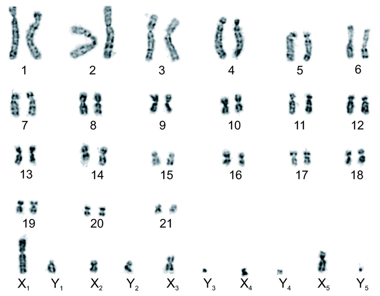 Diagram showing all of the chromosomes in a cell of a male platypus. There are 26 pairs of chromosomes in total. The first 21 pairs are numbered 1 to 21. The remaining chromosomes are labelled X1 and Y1, X2 and Y2, X3 and Y3, X4 and Y4, and X5 and Y5.