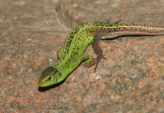 Photograph of a sand lizard on a rock. The lizard's body is mostly bright green, but with some darker patches/areas.