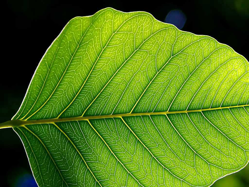 Photograph of a green leaf on a black background. The veins of the leaf can be seen very clearly.