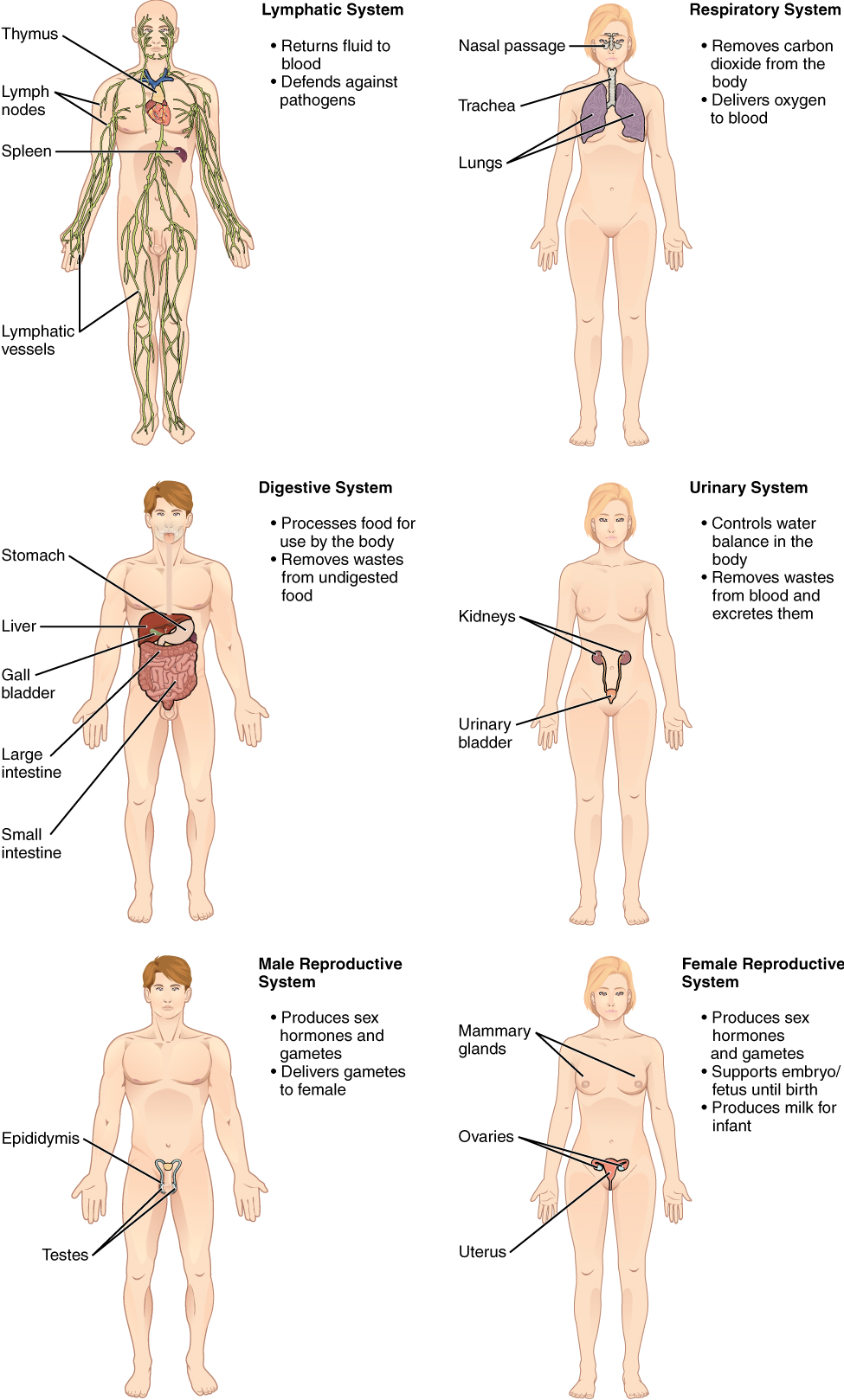Diagram showing six of the organ systems in the human body. There is a separate diagram for each organ system. The lymphatic system, digestive system and male reproductive system are on the left, shown on male bodies. The respiratory system, urinary system and female reproductive system are on the right, shown on female bodies.