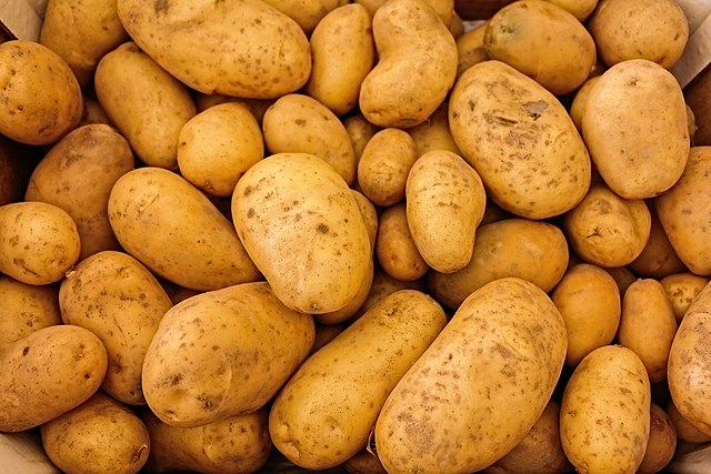 Photograph of many potatoes.