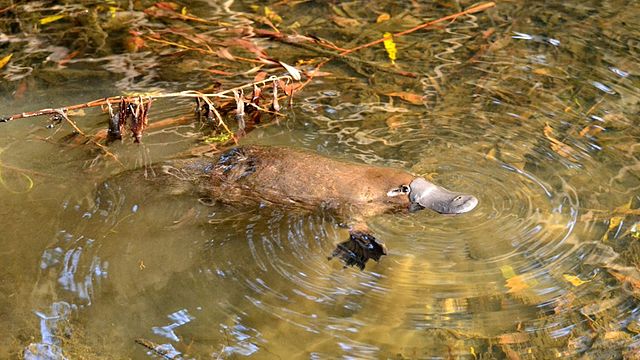 Photograph of a wild platypus in water.