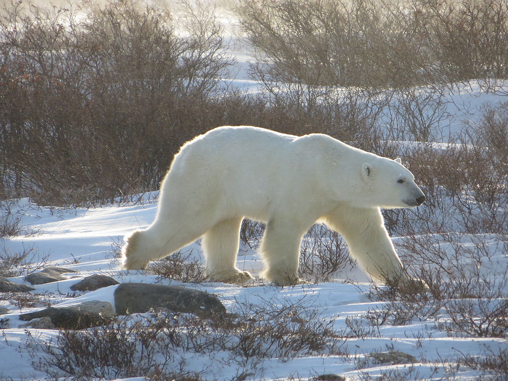 Photograph of a polar bear walking over snow-covered ground. The are some leafless shrubs sticking out of the snow.
