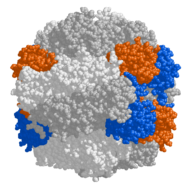 Computer generated image of the enzyme rubisco. It is a spacefilling diagram, which means that it is made of up lots of little blobs representing the atoms. Therefore, it has a lumpy appearance. Its overall shape is also a blob. Different parts of the enzyme have been coloured with different colours in the image.