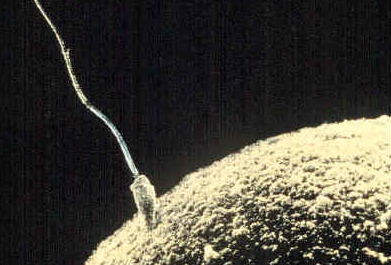 A microscope image showing a sperm cell making contact with an egg cell. The egg cell is far larger than the sperm cell and only part of the egg cell is visible within the frame of the image. The head of the sperm cell is in contact with the egg cell.