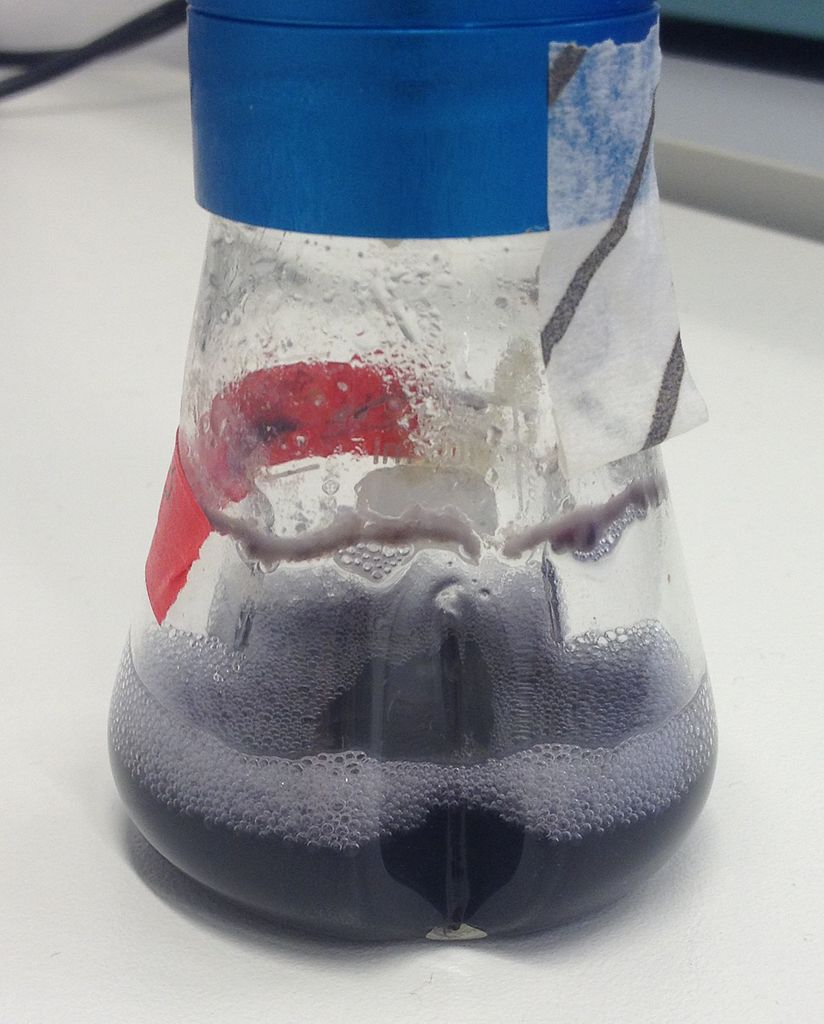 Photograph of a conical flask on a bench in a lab. The flask contains a dark coloured solution which is frothy at the top. This is a nutrient broth solution with bacteria growing in it.