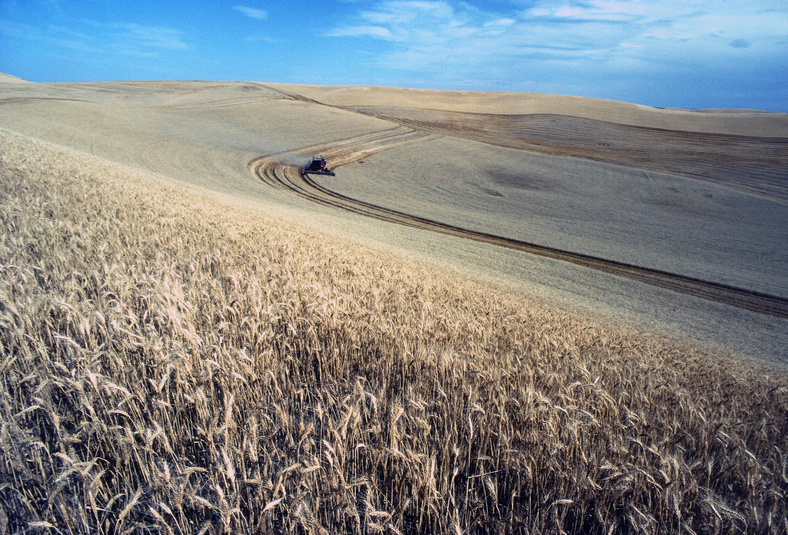 Photograph of a field of wheat with a combine harvester in the distance harvesting the wheat.