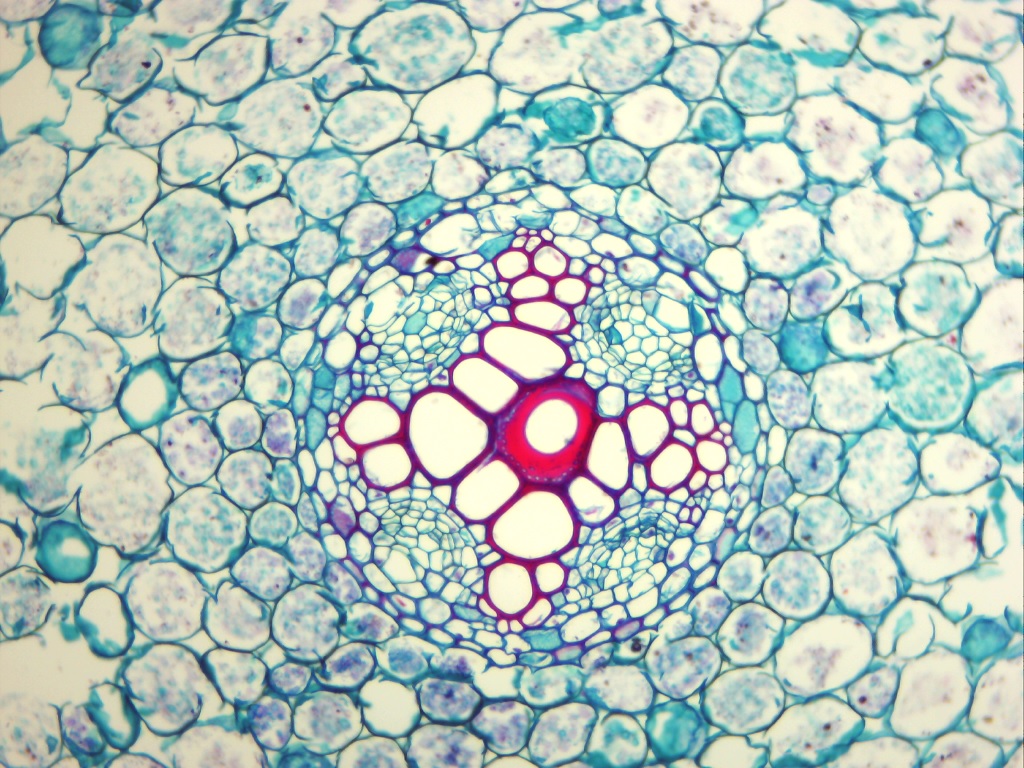 Microscope image of a cross section of a plant root. The image contains many circular cells packed together. They have been treated with a stain that colours the cell walls. Most of the cells have green cell walls, but there are a group cells in the centre with red cell walls. These are the xylem cells. The xylem cells are very large cells and they are arranged in the shape of a cross. No cell contents are visible in any of the cells in the image.
