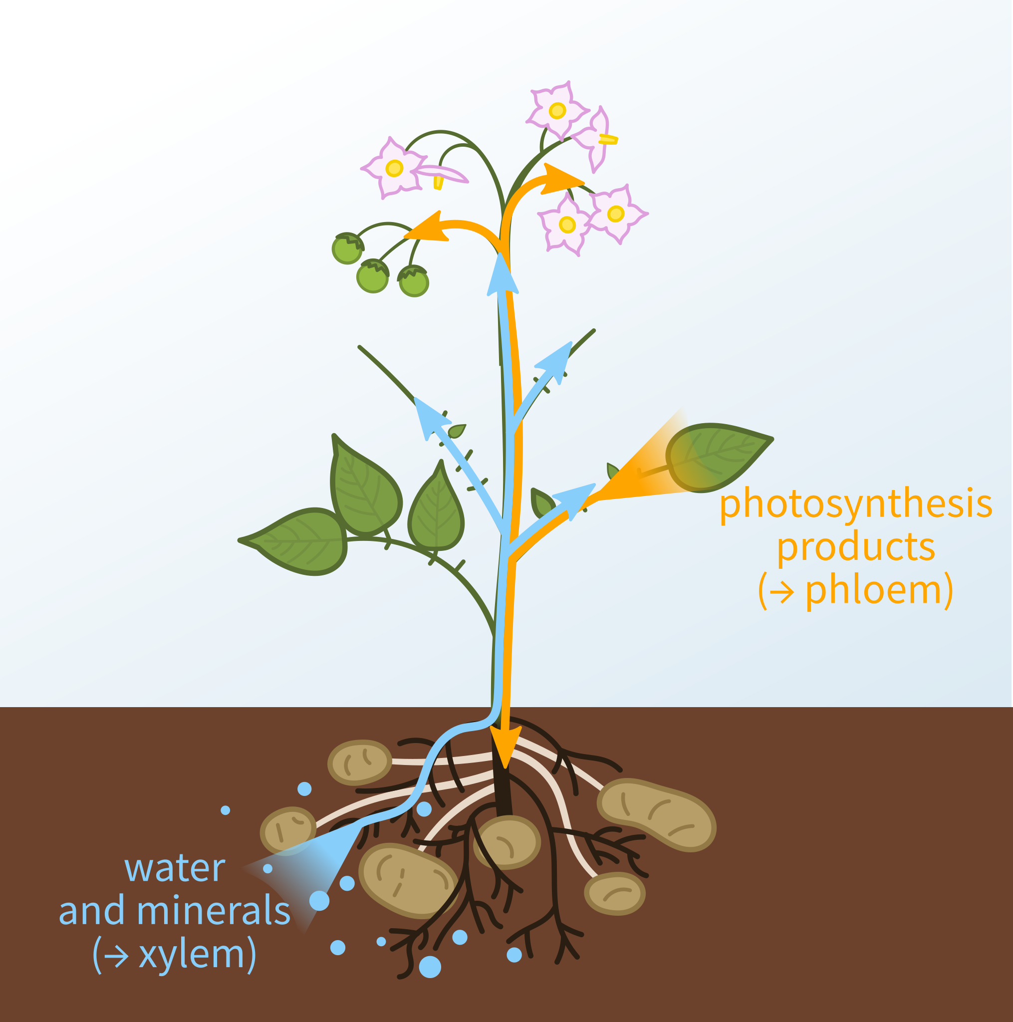Diagram of a plant. The roots are shown underground, then there is a main stem with several shoots coming off it with leaves on them. At the top of the stem are some flowers. A blue line with arrows on it shows the xylem carrying water and mineral from the roots up to the rest of the plant. There is also a yellow line to showing the phloem carrying the products of photosynthesis from the leaves to the rest of the plant.
