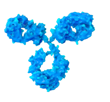 An animated image of the structure of an antibody. The structure is roughly Y shaped and is very lumpy. It is rotating, allowing all sides of the structure to be seen.