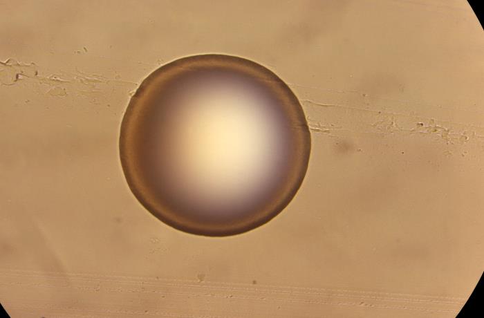 Photograph of a bacterial colony growing on an agar gel plate. The colony is roughly circular and is purleish in colour.