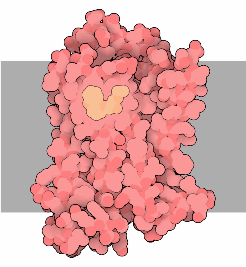 Computer generated image of a receptor protein embedded in a cell membrane. The cell membrane is shown as a grey strip behind the receptor protein. The receptor protein has a blobby appearance. A molecule of adrenaline is shown bound to it.
