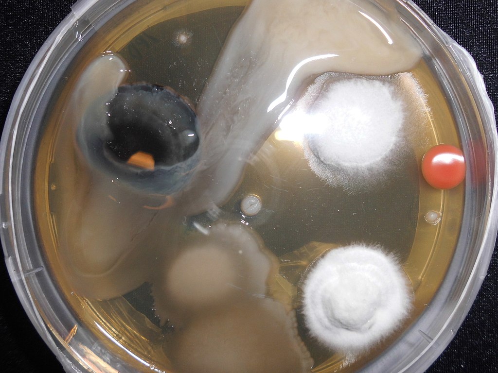 Photograph of an agar plate with various microorganisms growing on it. There are some large, circular, white, furry patches, an orange blob, a dark green patch and some beige covered areas.