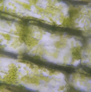 Animated gif of pondweed cells, created from footage captured through a light microscope. One cell is fully visible, and seven others are partially visible but cut off at the edges of the image. Inside each cell there are many chloroplasts - which appear as small round green structures - flowing clockwise around the outer edge of the cell.