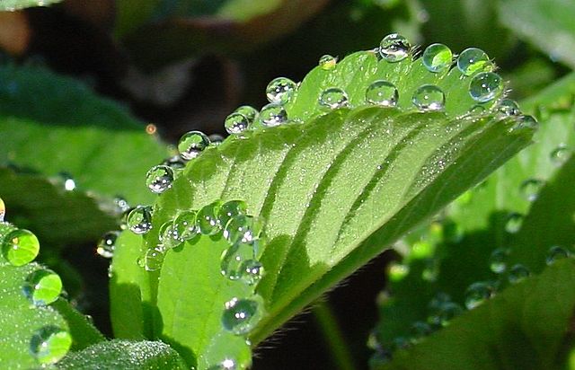 Photograph of the leaves of a strawberry plant with droplets of clear liquid coming out at regular intervals around the outer edges of the leaves. (Note: this is called guttation).