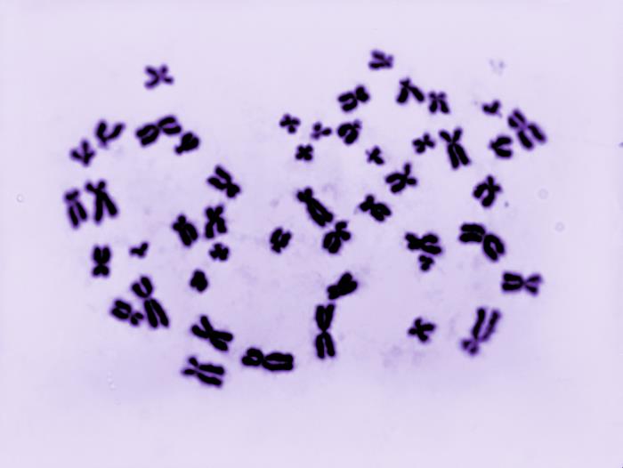 Microscope image of all of the chromosomes from a human body cell. Each chromosome appears as a dark purple X shape.