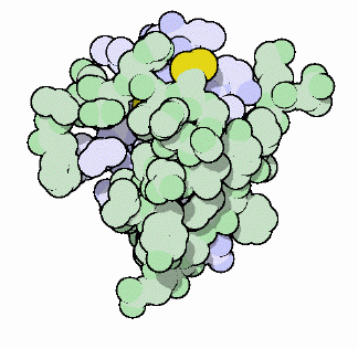 Diagram of the structure of insulin. Each individual atom is shown as a blob. The overall structure is a roughly round shape with some bits sticking out.