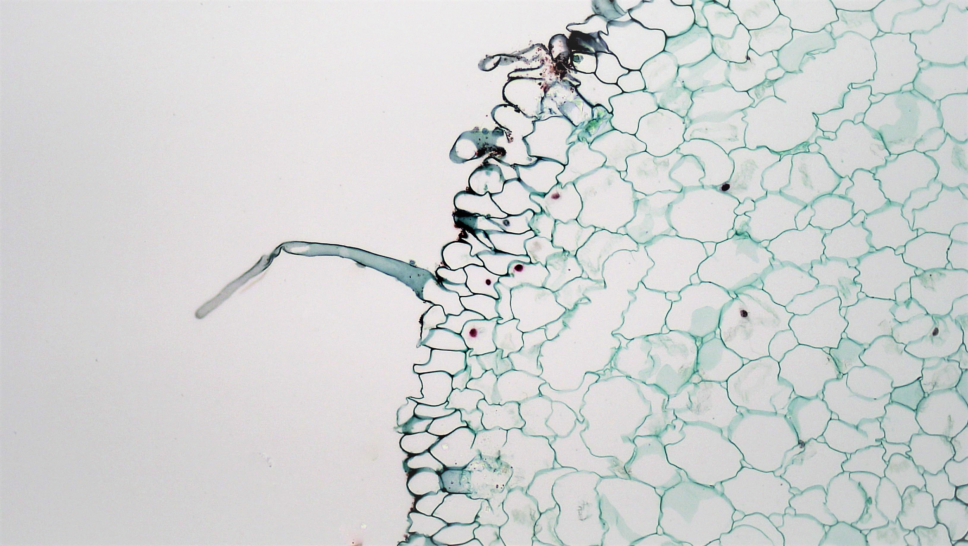 Microscope image of a plant root. The image is a slice through the root (a transverse section). Only part of the root is visible within the frame of the image. The cell wall of each individual cell can be seen. No cell contents are visible within the cells. One cell has a long thin extension that sticks out from the root. This is a root hair and the cell that has it is a root hair cell.
