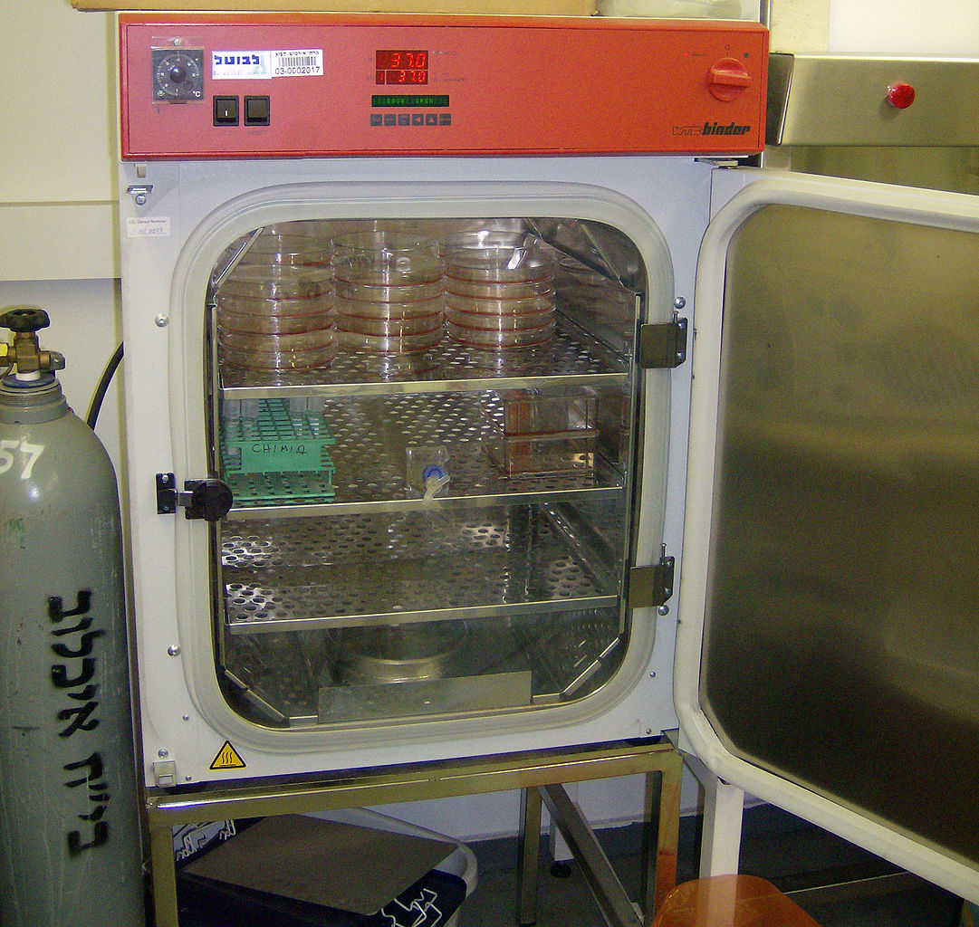 Photograph of an incubator with agar gel plates in it.