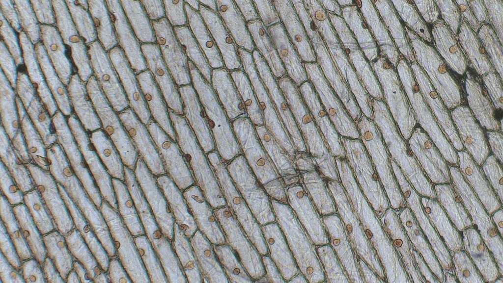 Microscope image of onion epidermal cells.
