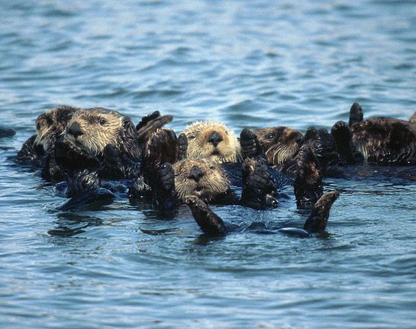 Photograph of a group of sea otters in water. Most of them are lying on their backs with their heads and feet sticking out of the water.